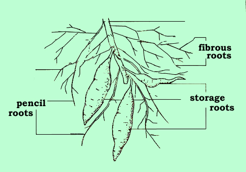 root-system